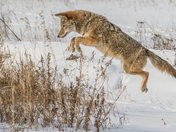 Coyote Mouse Pounce