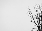 Nature's silhouette on a tree branch.