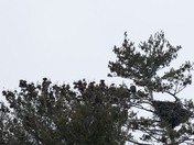Guardians of the sky, keeping a watchful eye over their precious nest