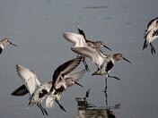 Coming in for a landing