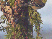 Goldfinch and pine cones