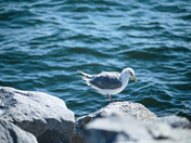 Life in and out the sea.