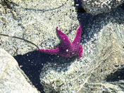 Life in and out the sea.