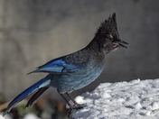 Steller's Jay balancing act