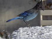 Jumping Steller's Jay in the snow