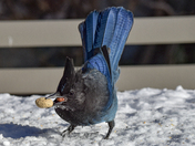 These are my peanuts ! 