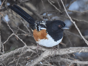 Spotted Towhee hidden among the tree branches