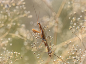 Praying Mantis on baby's breath