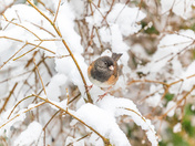 Snowed In