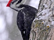 Female Pileated Woodpecker