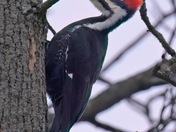Female Pileated Woodpecker