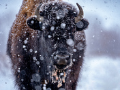 Snowy Bison