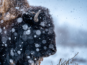 Snowy Bison