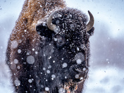 Snowy Bison