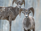 Bighorn Sheep