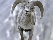 Bighorn Sheep