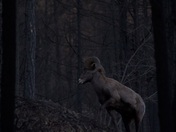 Big Horn