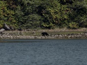 Island Black Bear