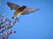 Cedar Waxwing