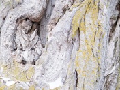 Eastern Screech Owl