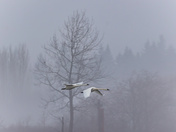 Misty