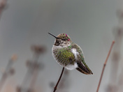 Youngster
