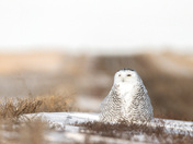 On the lookout 