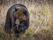Yukon Grizzly Grubbing