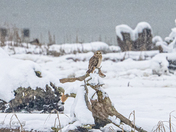 Barred owl 