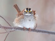 White-throated sparrow