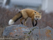 Red Fox
