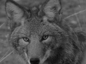 Coyote pose