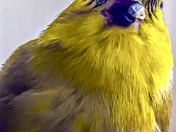 Yellow warbler