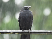 Crow in the Rain