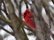 Norhern Cardinal 