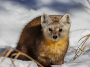 Winter Friends