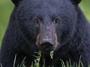 Portrait of a Black Bear