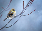 American Goldfinch 