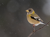 Evening Grosbeak