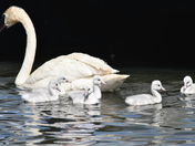 Trumpeter Swan Cygnets