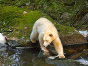 Spirit Bear at Princess Royal Island