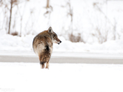 A gorgeous Eastern Coyote on one fine snowy Morning
