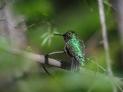 Sitting in the cedars