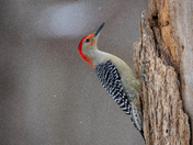 Red Bellied Woodpecker