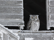 A frosty great horned owl