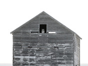 A great horned owl perched in an old building