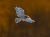 Short eared owl