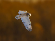 Short eared owl