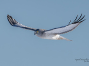 Male northern harrier
