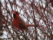 Reaching for a berry...